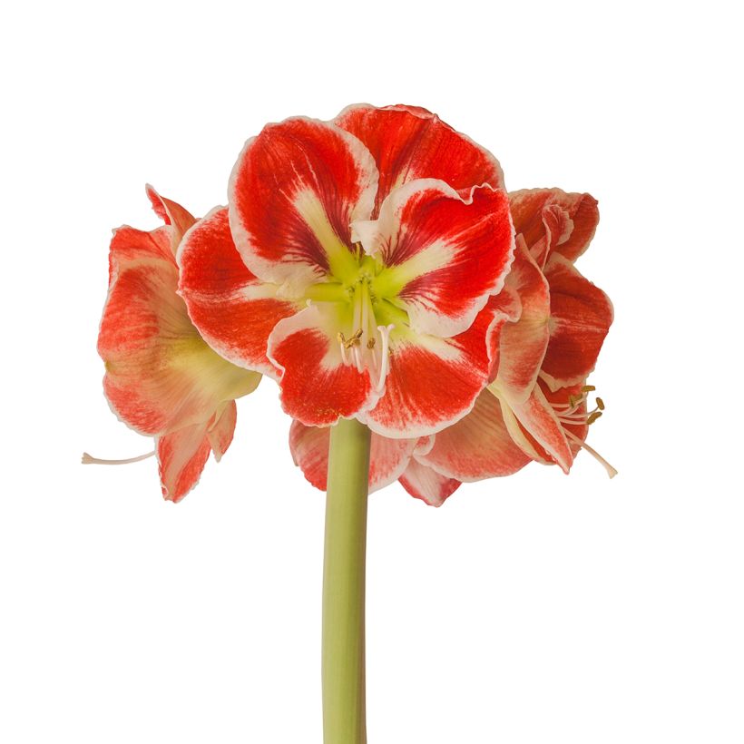 Hippeastrum Samba - Amaryllis (Flowering)