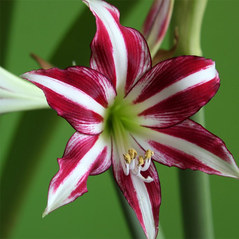 Hippeastrum Santiago - Amaryllis (Flowering)