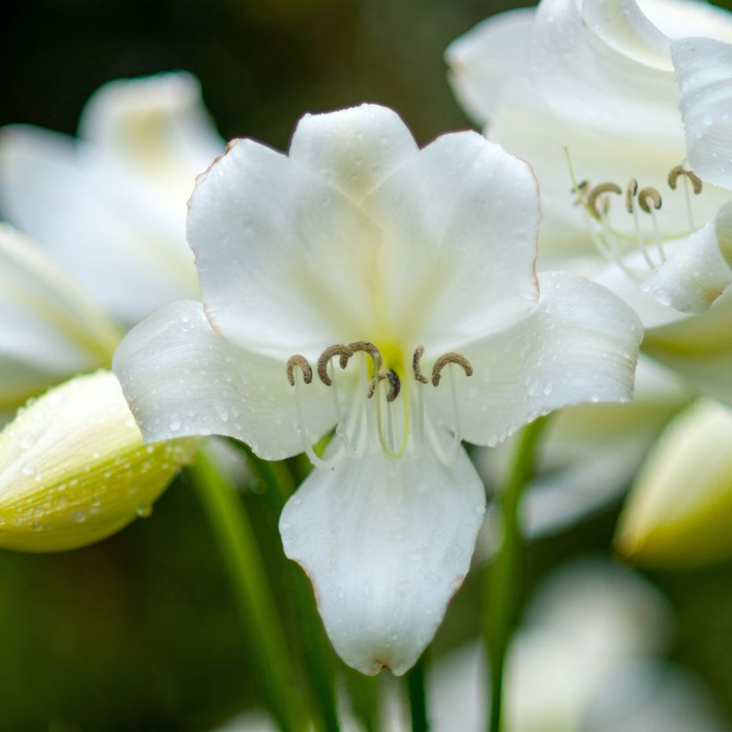 Amaryllis belladonna Alba (Flowering)
