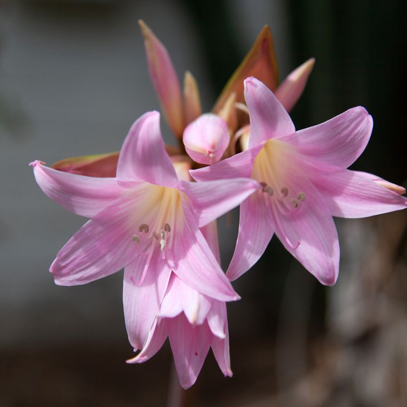 Amaryllis belladonna (Flowering)