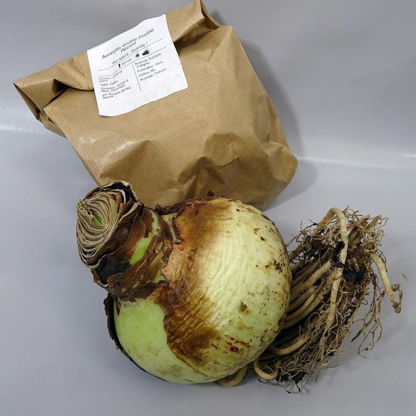 Example of Hippeastrum Double Record - Amaryllis specimen as delivered