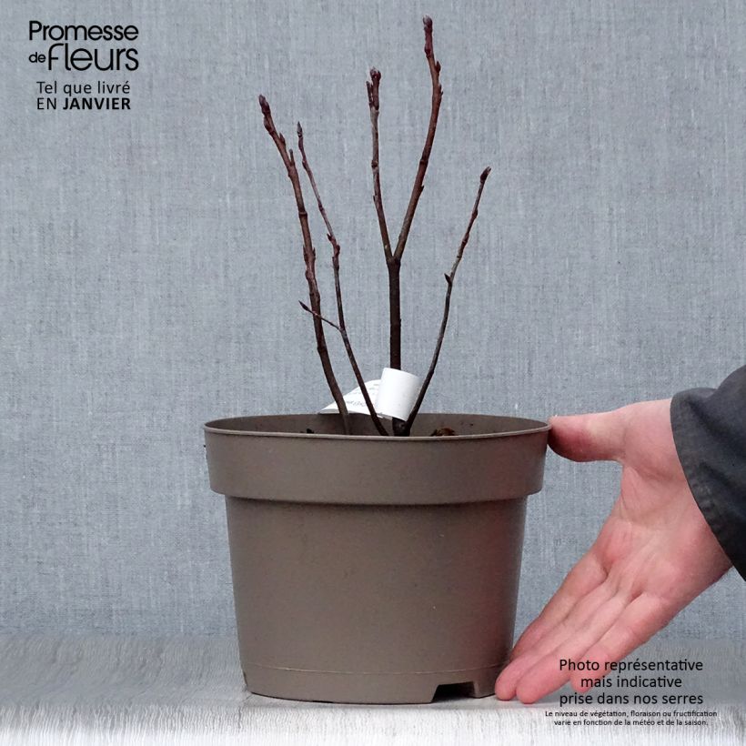 Amelanchier Thiessen Pot de 2L/3L sample as delivered in winter