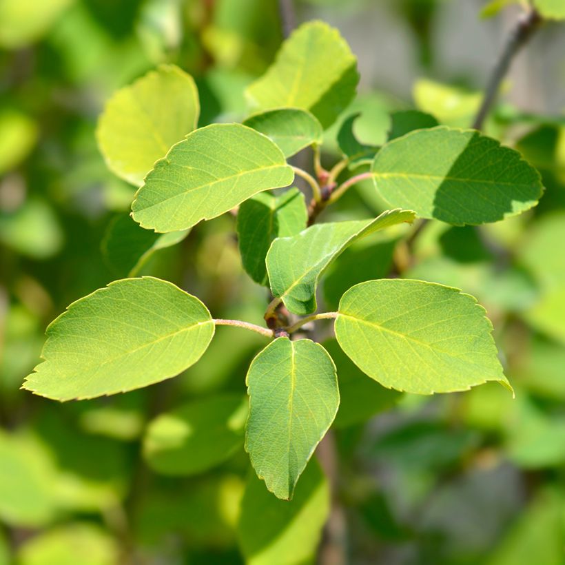 Amelanchier alnifolia Obelisk (Foliage)