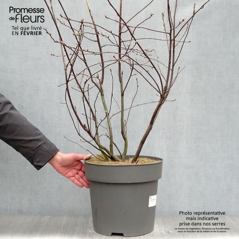 Amelanchier alnifolia Saskatoon Berry en pot de 12L/15L sample as delivered in winter