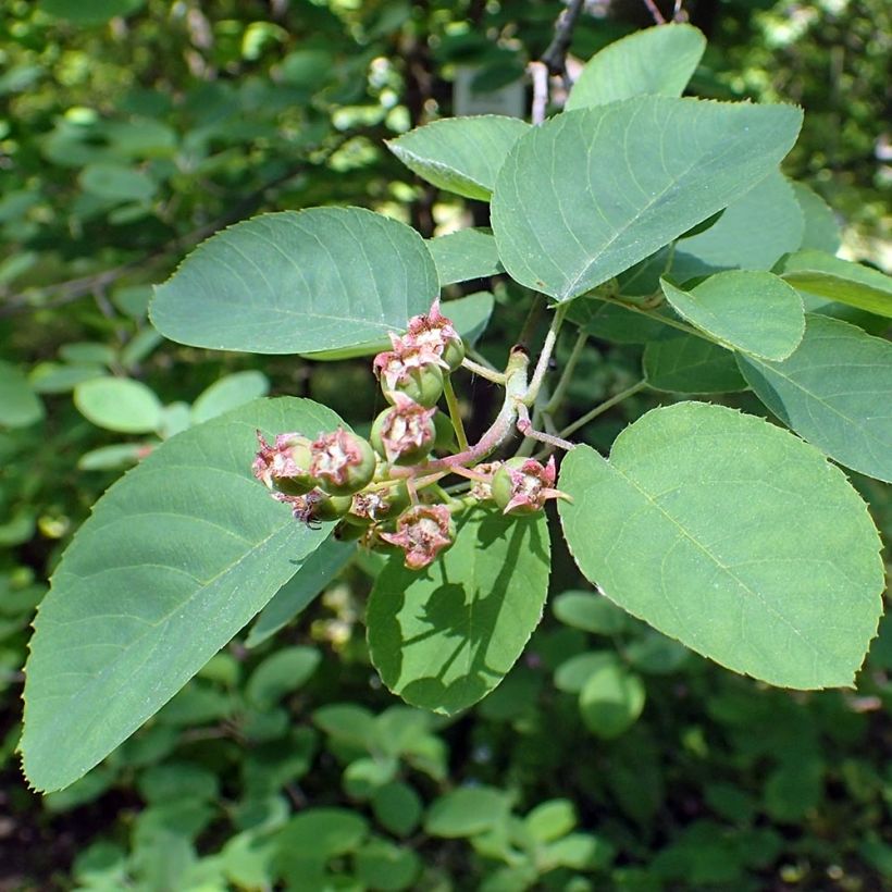 Amelanchier canadensis (Foliage)