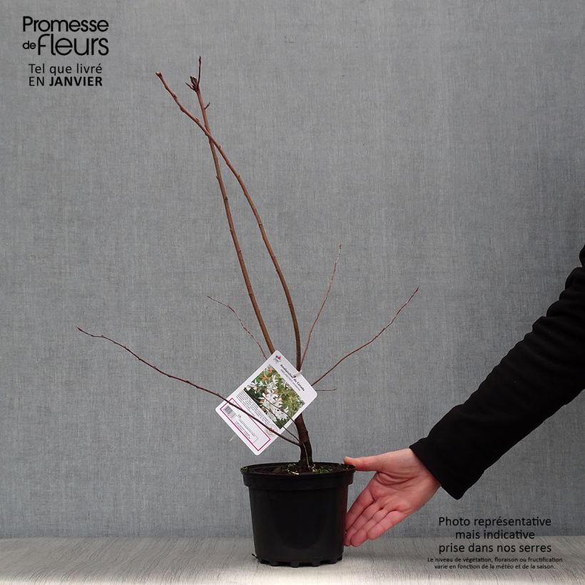 Amelanchier canadensis - Amélanchier du Canada en pot de 2L/3L sample as delivered in winter