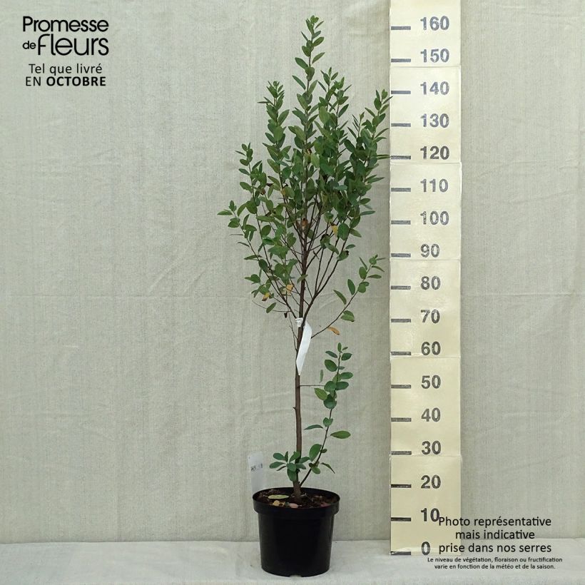 Amelanchier canadensis Rainbow Pillar  Pot de 5L sample as delivered in autumn