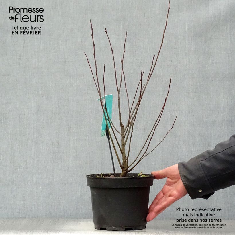 Amélanchier en épis - Amelanchier spicata Pot de 3L/4L sample as delivered in winter