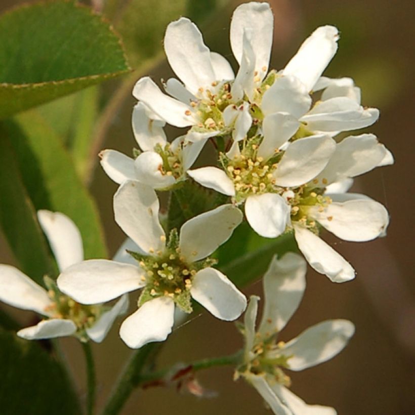 Amelanchier spicata (Flowering)