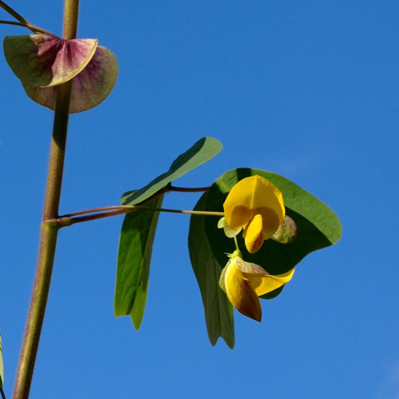 Amicia zygomeris (Flowering)
