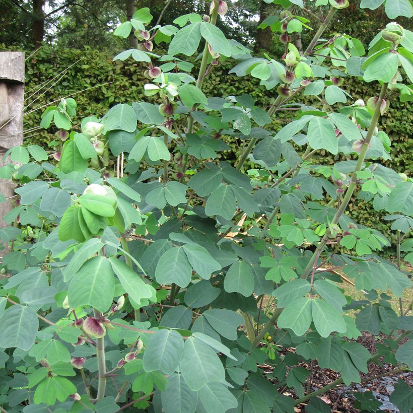 Amicia zygomeris (Foliage)