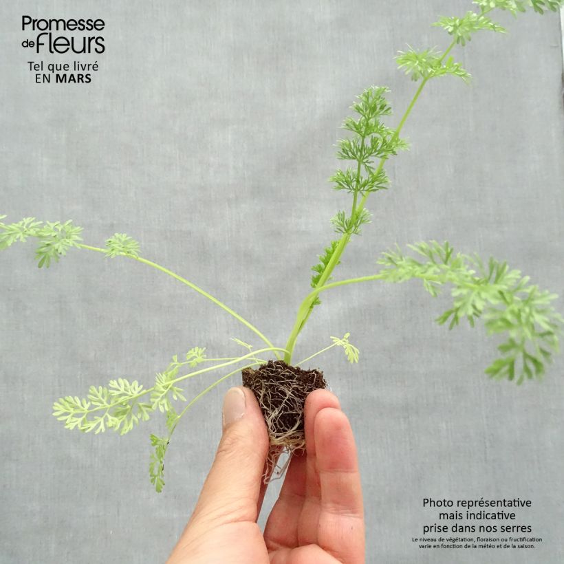 Ammi visnaga The giant - Toothpick plant sample as delivered in spring