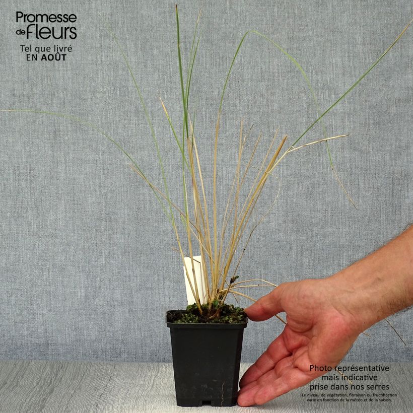 Ammophila arenaria - Oyat - Roseau des sables Godet de 9cm sample as delivered in summer