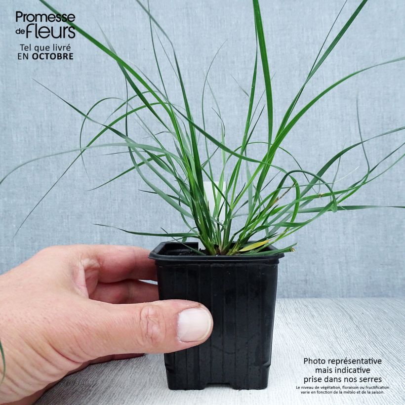 Ampelodesmos mauritanicus 8/9 cm pot sample as delivered in autumn