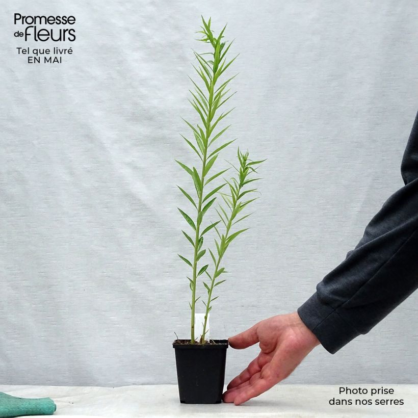 Amsonia ciliata Godet de 9cm sample as delivered in spring