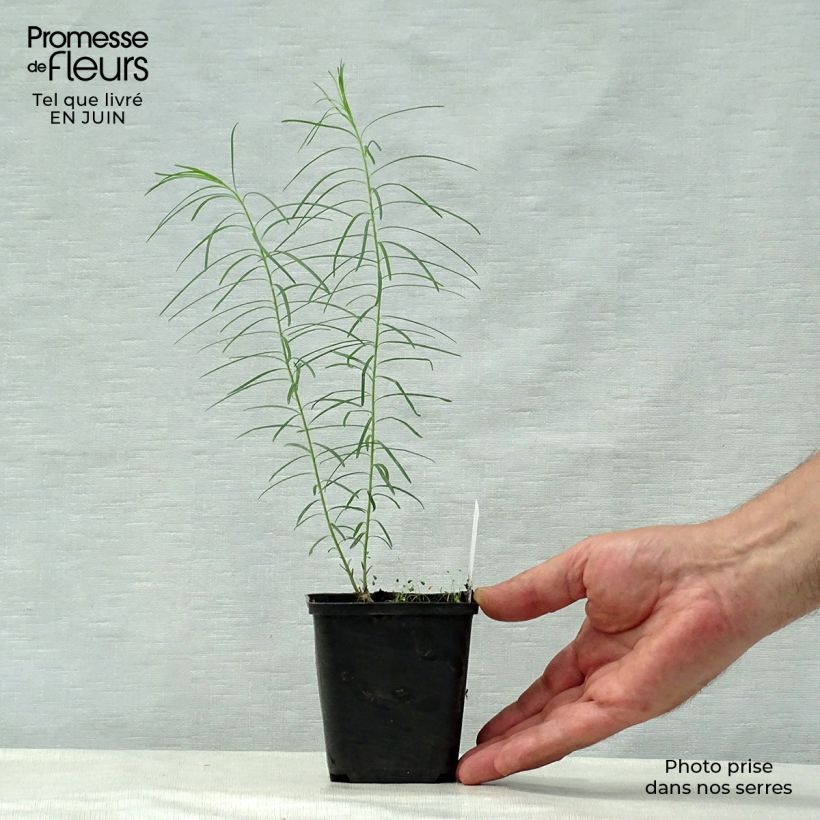 Amsonia hubrichtii Godet de 8 cm sample as delivered in summer