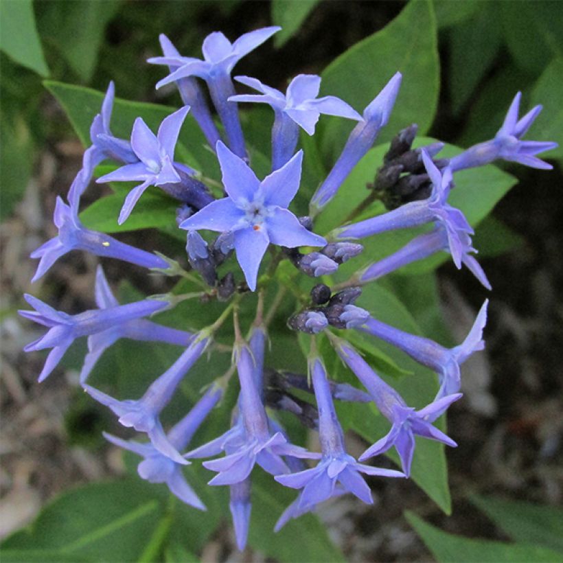 Amsonia Blue Ice (Flowering)