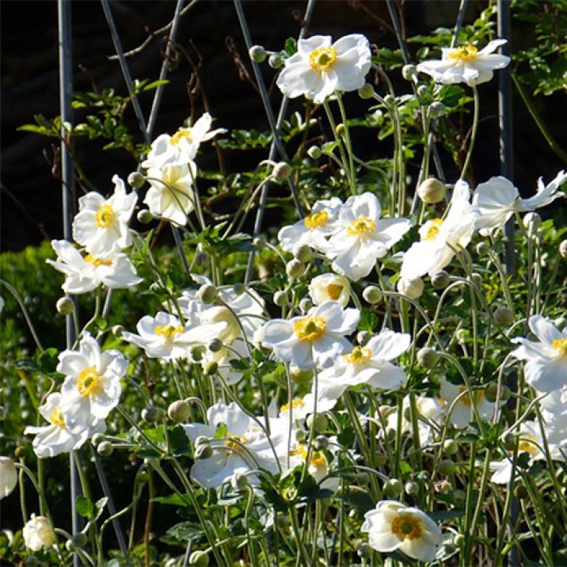 Anemone hybrida Slot der Nisse (Flowering)