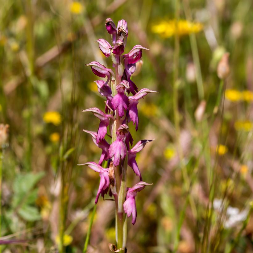 Anacamptis sancta (Flowering)