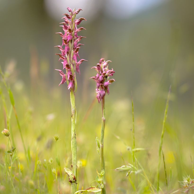 Anacamptis sancta (Plant habit)