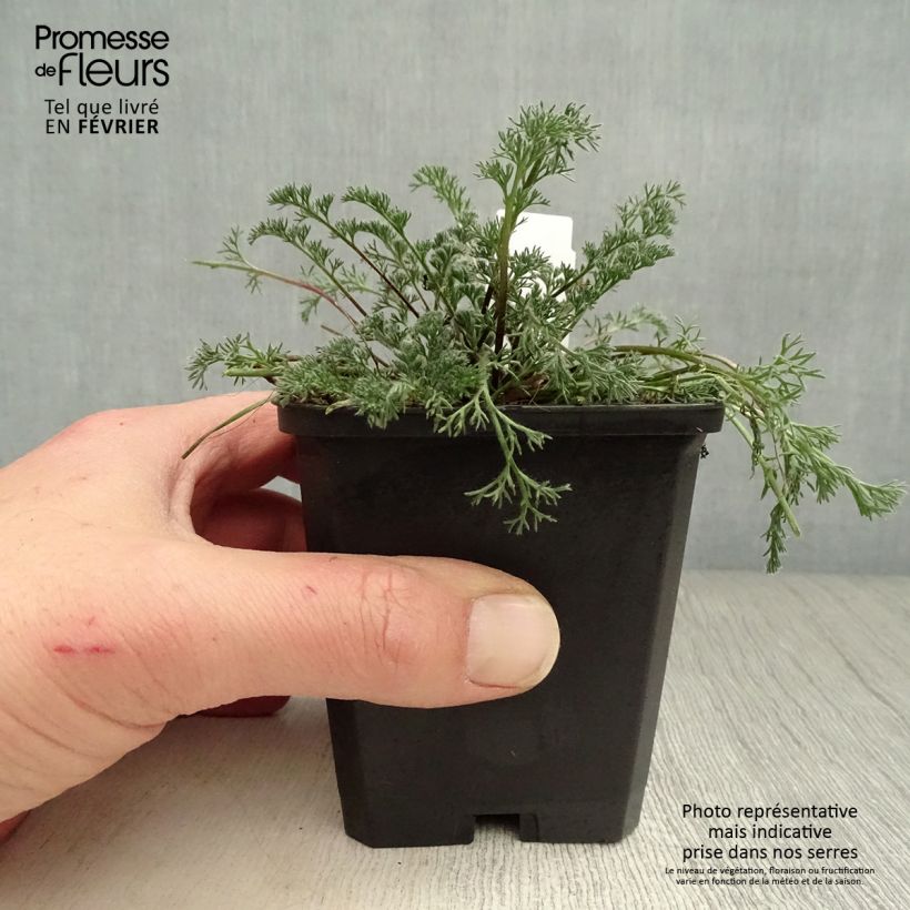 Anacyclus pyrethrum var depressus - Pyrèthre d'Afrique Godet de 9cm sample as delivered in winter