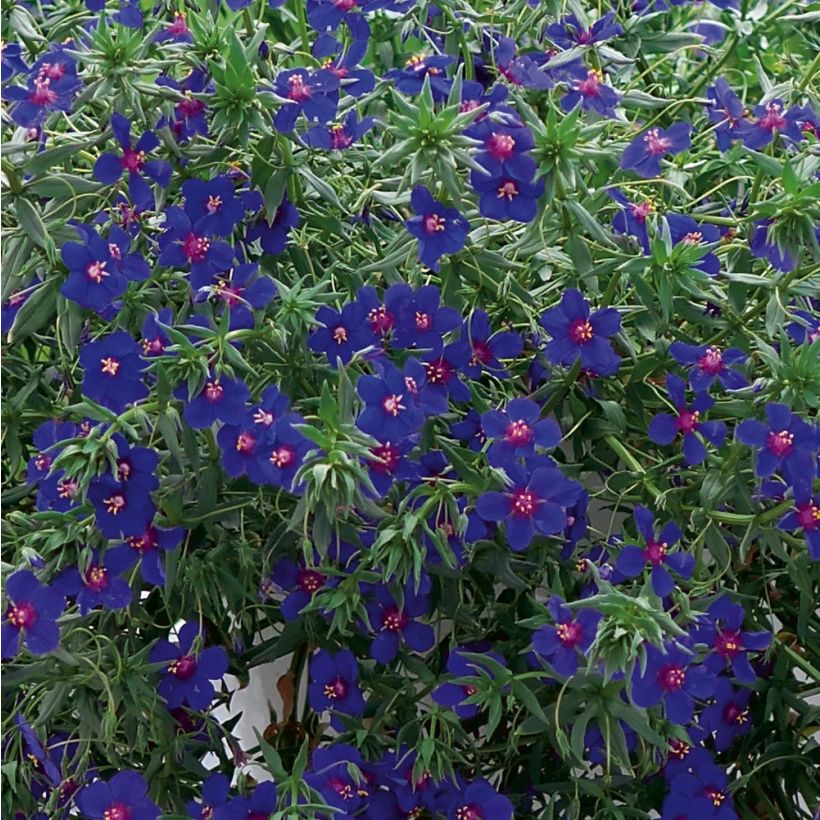 Anagallis monelli Skylover - Blue Pimpernel seeds (Foliage)