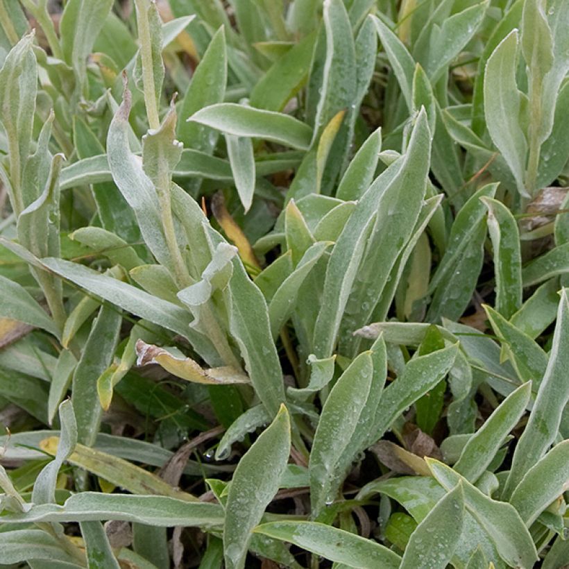 Anaphalis alpicola (Foliage)