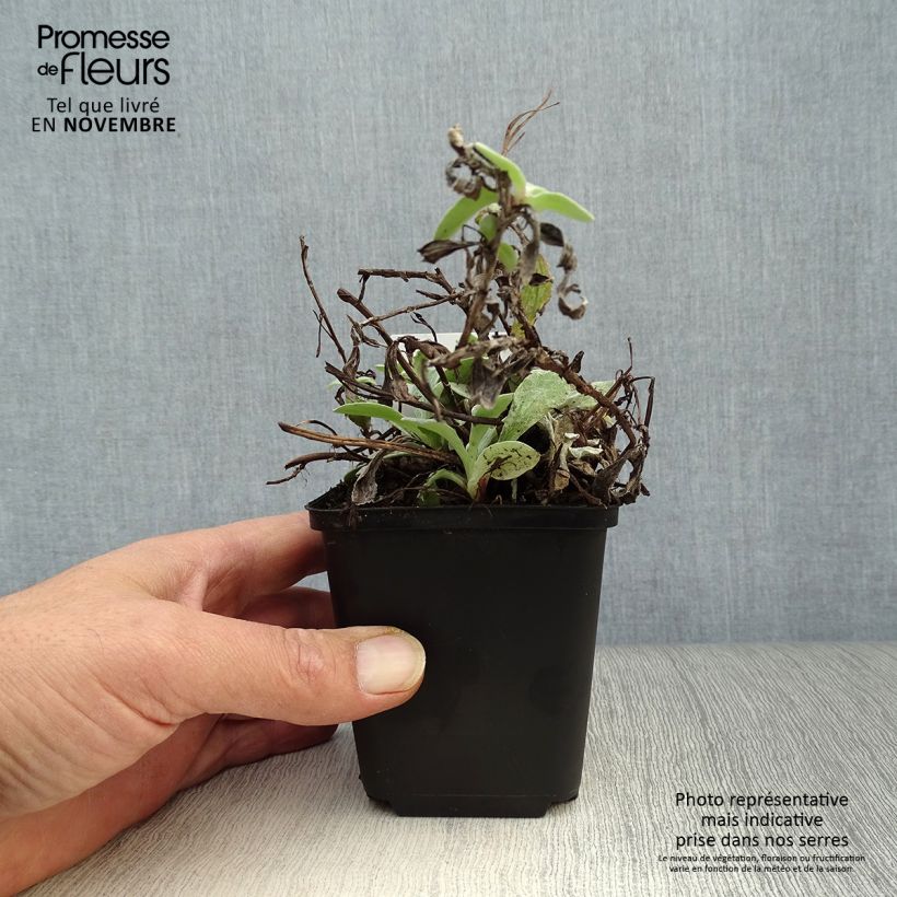 Anaphalis triplinervis 8/9 cm pot sample as delivered in autumn