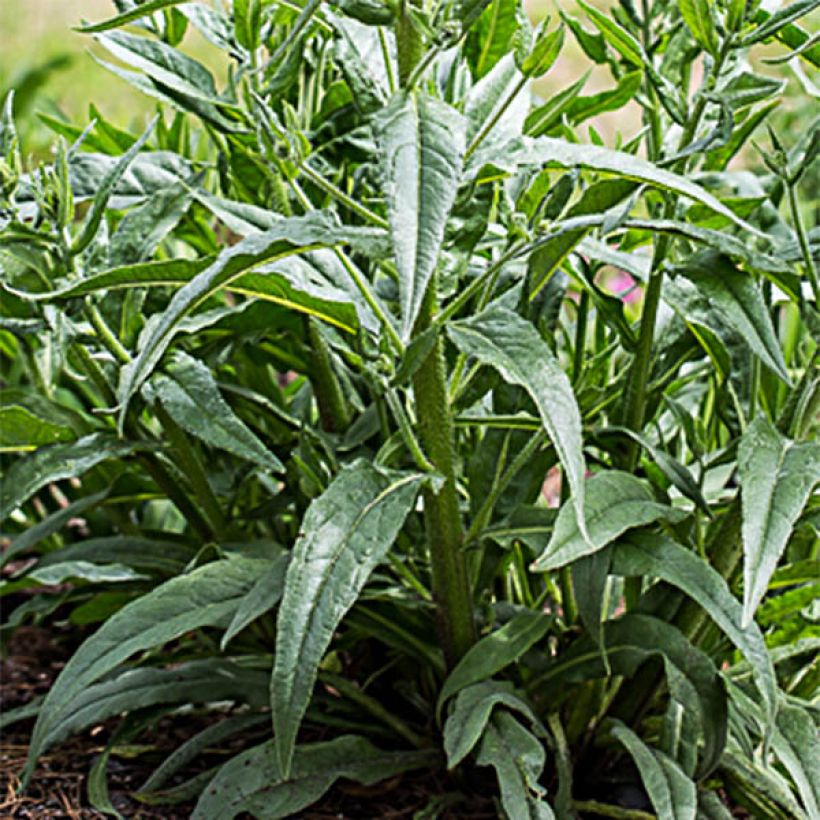 Anchusa azurea Dropmore (Foliage)