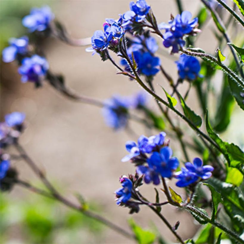 Anchusa azurea Dropmore (Flowering)