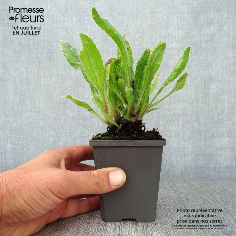 Anchusa azurea Dropmore - Buglosse d'Italie Godet de 9cm sample as delivered in summer