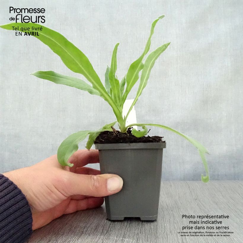 Anchusa azurea Dropmore - Buglosse d'Italie Godet de 9cm sample as delivered in spring
