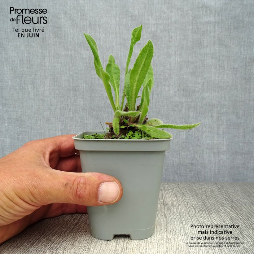 Anchusa azurea Loddon Royalist - Buglosse d'Italie Godet de 9cm sample as delivered in summer
