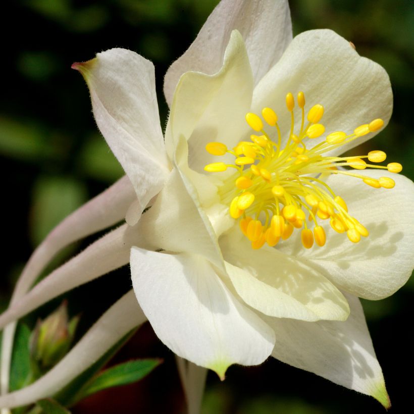 Aquilegia caerulea Kristall - Columbine (Flowering)