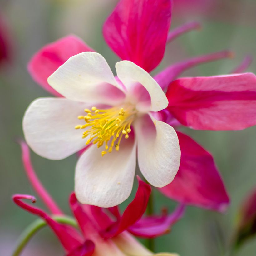 Aquilegia Rose Queen - Columbine (Flowering)