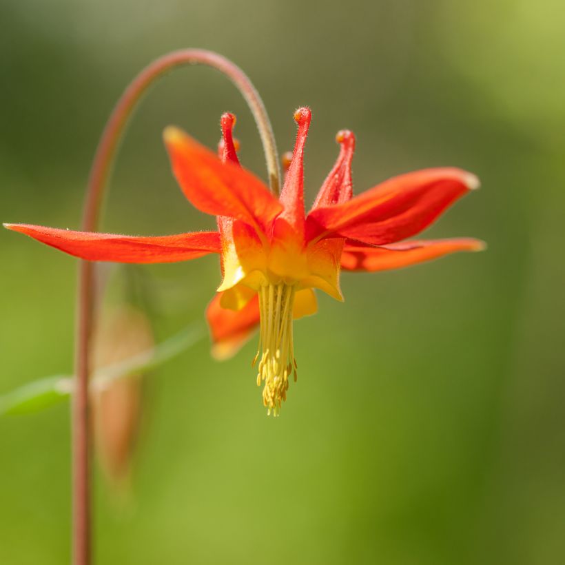 Aquilegia formosa - Columbine (Flowering)