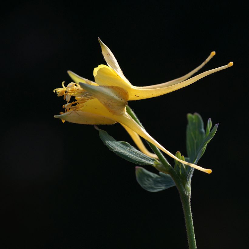 Aquilegia longissima - Columbine (Flowering)