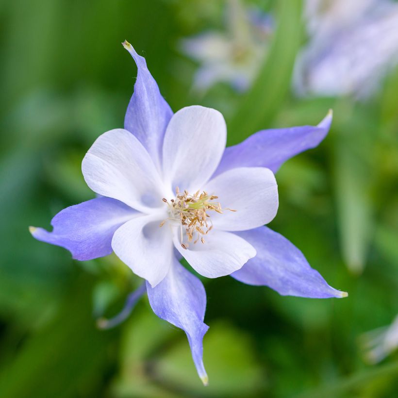 Aquilegia Blue Star - Columbine (Flowering)