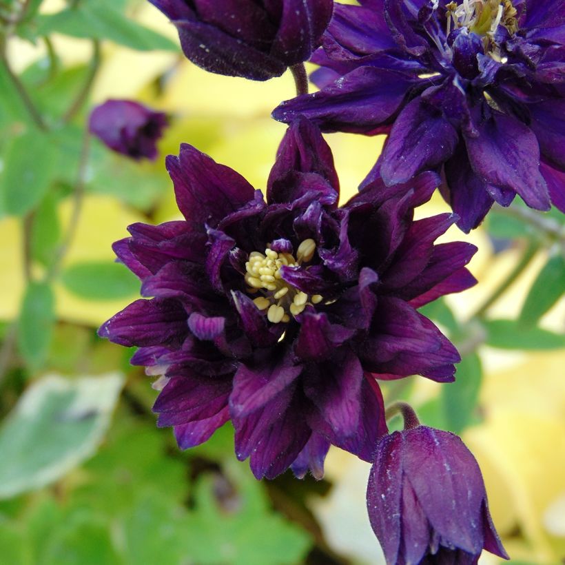Aquilegia vulgaris Clementine Dark Purple - Columbine (Flowering)