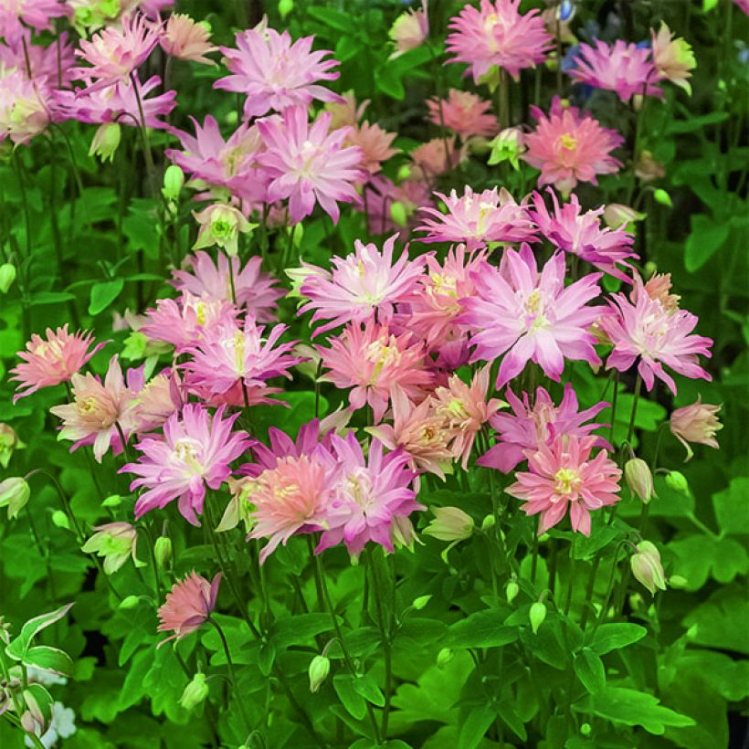 Aquilegia vulgaris Clementine Salmon Rose - Columbine (Flowering)