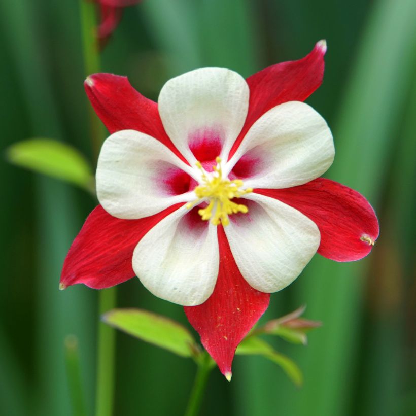 Aquilegia Crimson Star - Columbine (Flowering)