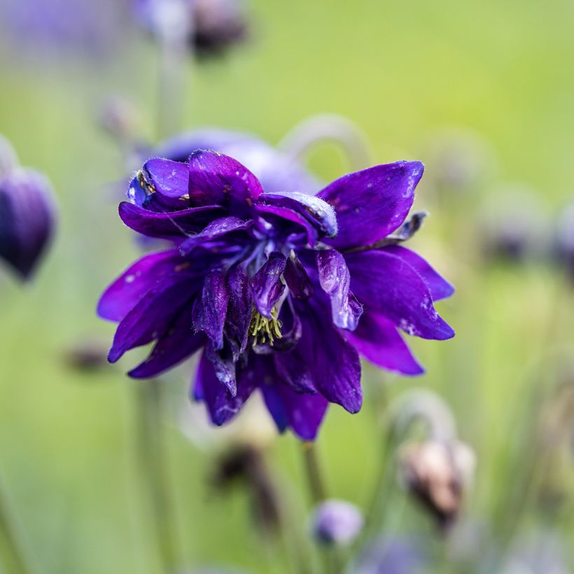Aquilegia vulgaris Blue Barlow - Columbine (Flowering)