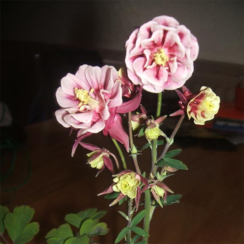 Aquilegia Winky Red-White - Columbine (Flowering)