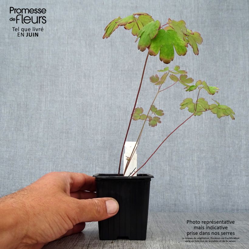Aquilegia canadensis - Columbine 8/9 cm pot sample as delivered in summer