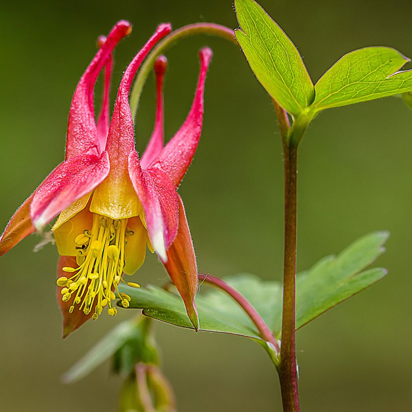 Aquilegia canadensis - Columbine (Flowering)