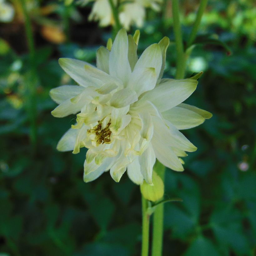 Aquilegia vulgaris var. stellata White Barlow - Columbine (Flowering)
