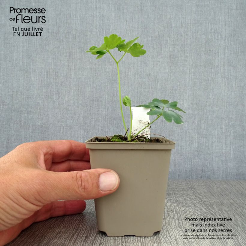 Aquilegia vulgaris var. stellata White Barlow - Columbine 8/9 cm pot sample as delivered in summer
