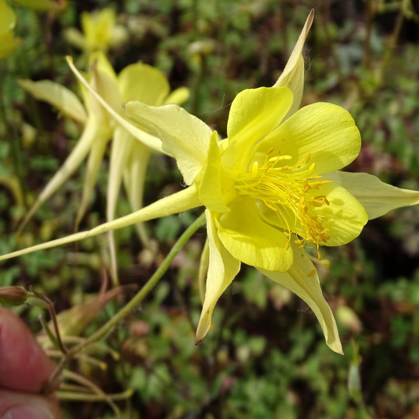 Aquilegia chrysantha Yellow Queen - Columbine (Flowering)