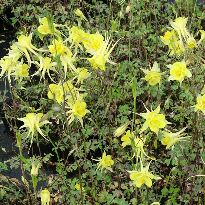 Aquilegia chrysantha Yellow Queen - Columbine (Plant habit)