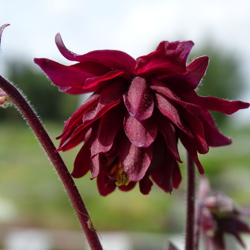 Aquilegia vulgaris Ruby Port - Columbine (Flowering)